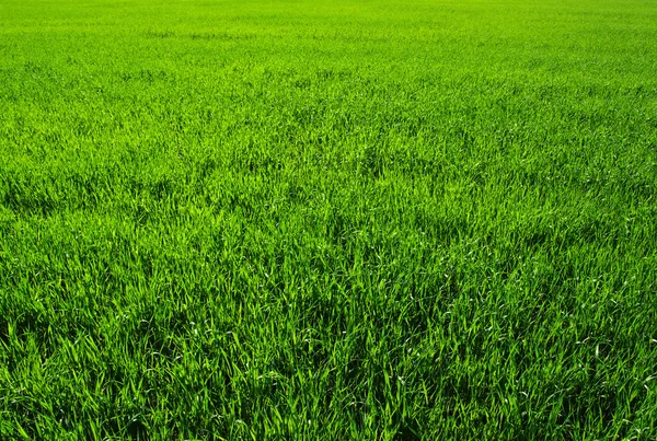 Textur grüner Rasen — Stockfoto