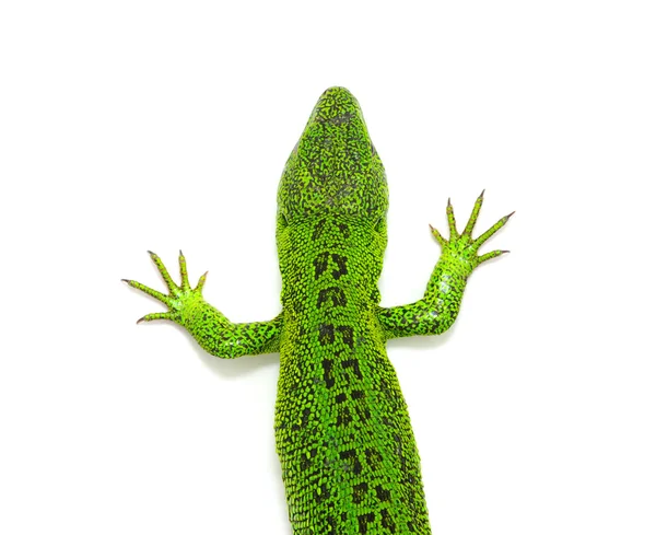 Green lizard — Stock Photo, Image