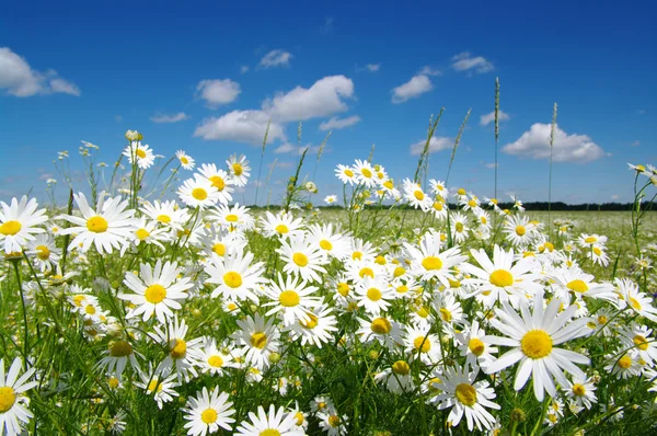 http://st.depositphotos.com/1000459/3168/i/450/depositphotos_31683097-field-of-camomiles.jpg