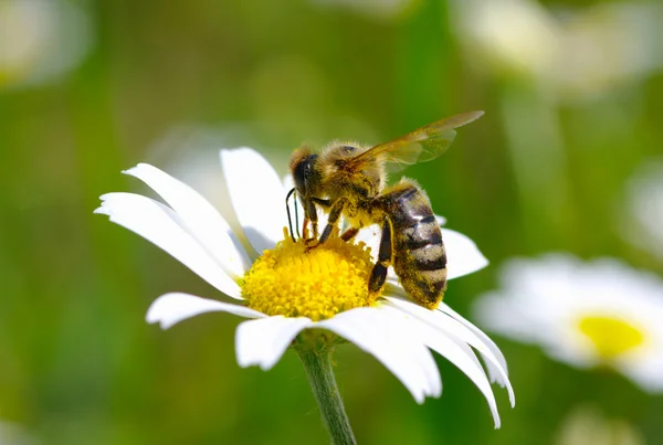 Abeille sur fleur — Photo