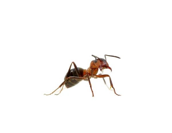 Mrówka na białym tle — Zdjęcie stockowe