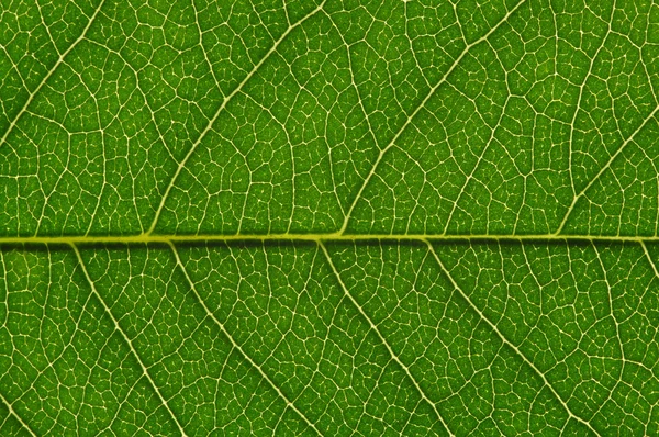 Textura de hoja verde — Foto de Stock