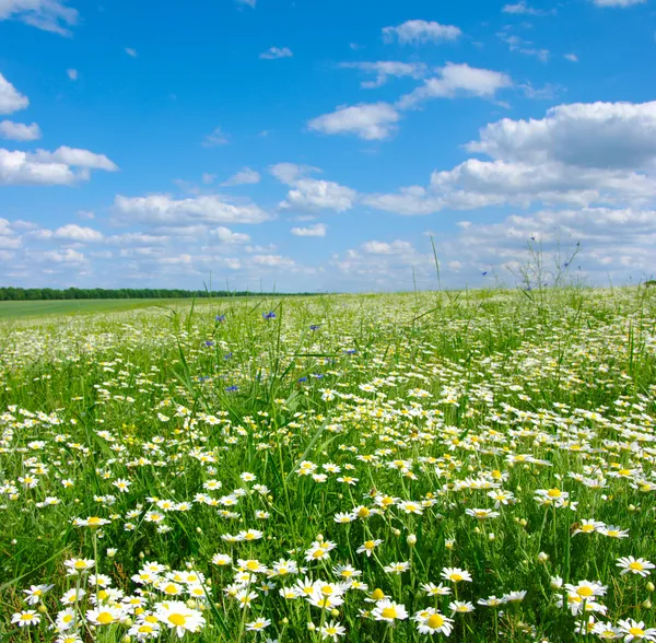 Field of camomiles — Stock Photo, Image