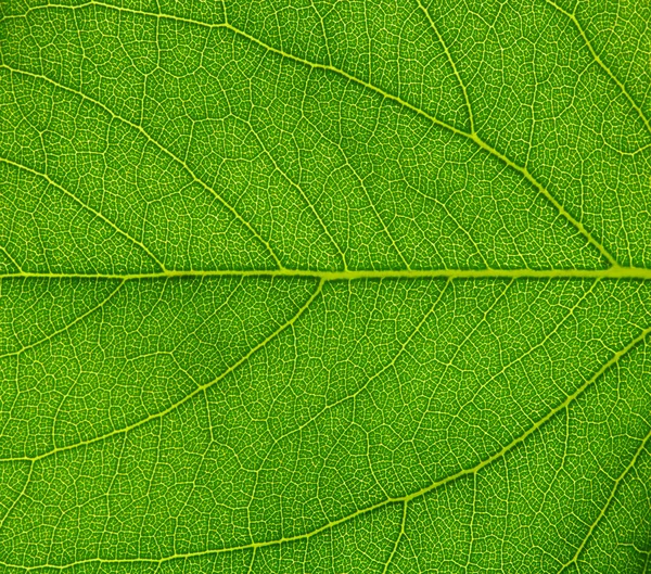 Green leaf texture — Stock Photo, Image