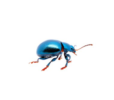 Mavi beetle