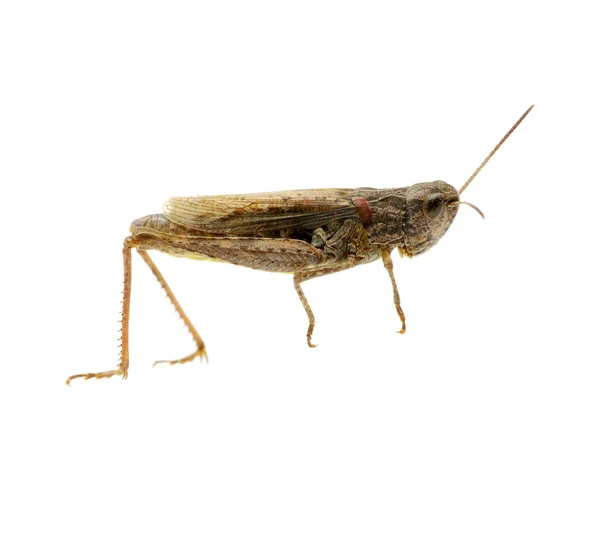 Grasshopper — Stock Photo, Image