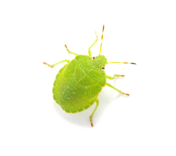Escudo verde Bug — Foto de Stock