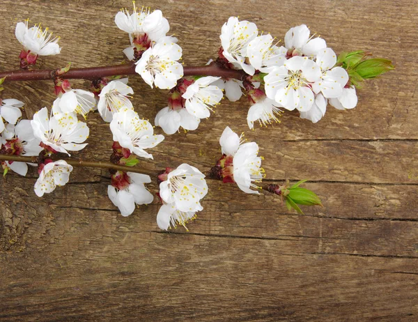 Blossom on wood — Stock Photo, Image