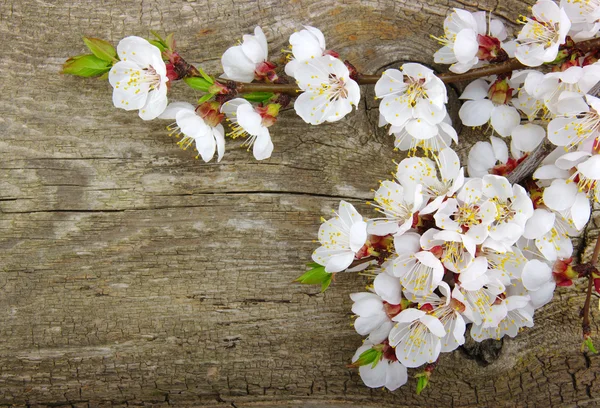 Blossom on wood — Stock Photo, Image