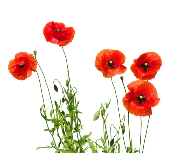 Roter Mohn — Stockfoto