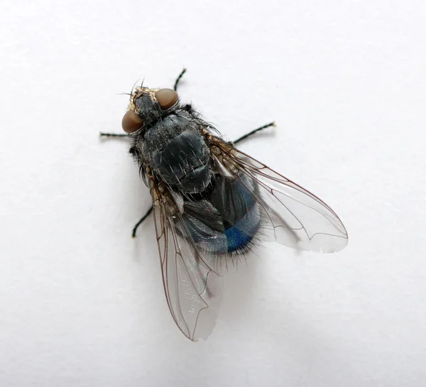Macro da mosca — Fotografia de Stock