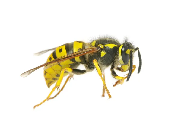 Wasp — Stock Photo, Image