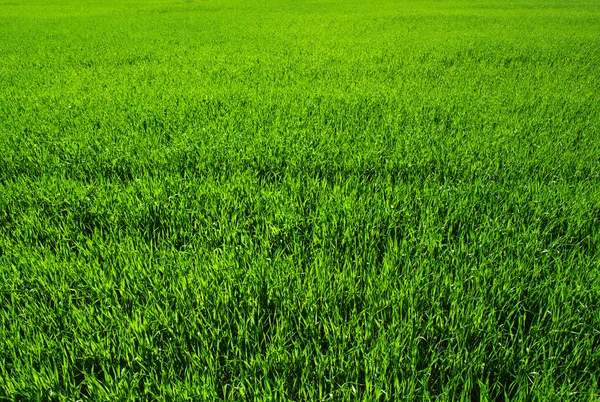 Achtergrond van een groen gras — Stockfoto