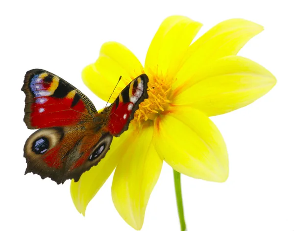 Mariposa y flor —  Fotos de Stock