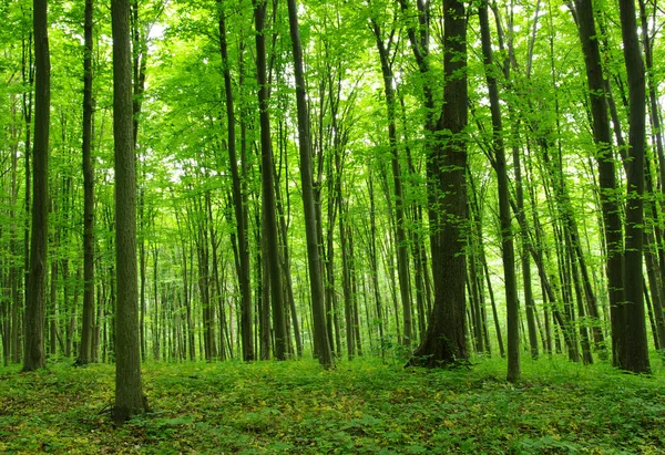 Ağaçlar — Stok fotoğraf