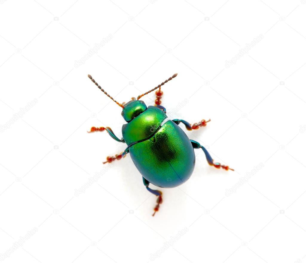Green beetle