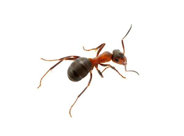 Ant on white — Stock Photo, Image