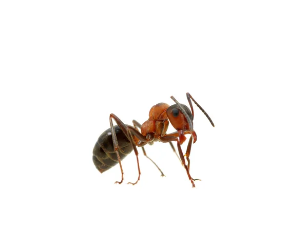 Mravenec na bílém pozadí — Stock fotografie