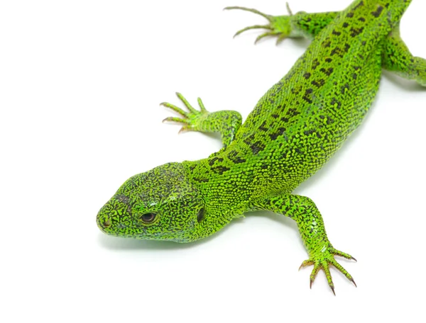 Green lizard — Stock Photo, Image