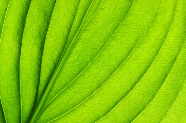 Green leaf texture — Stock Photo, Image