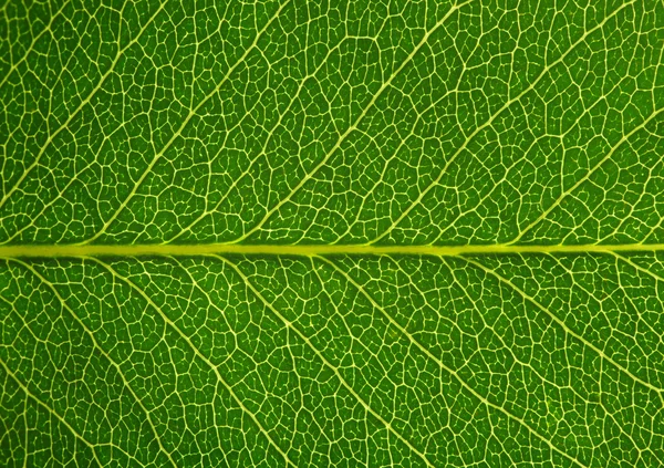 Textura de folha verde — Fotografia de Stock