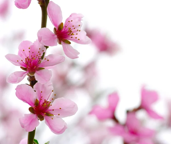 Rosafarbene Blüten — Stockfoto