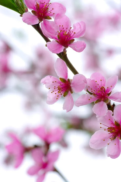 ピンク色の花 — ストック写真