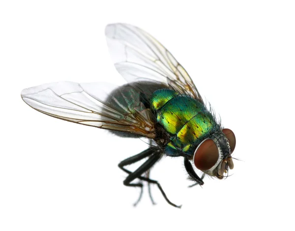 Green fly — Stock Photo, Image