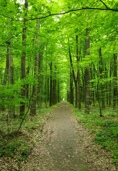 Grön skog — Stockfoto