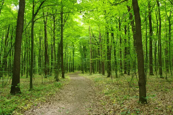 Foresta verde — Foto Stock