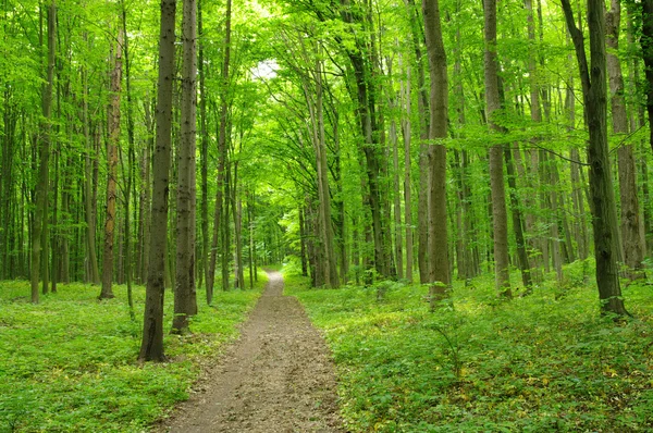 Green forest — Stock Photo, Image