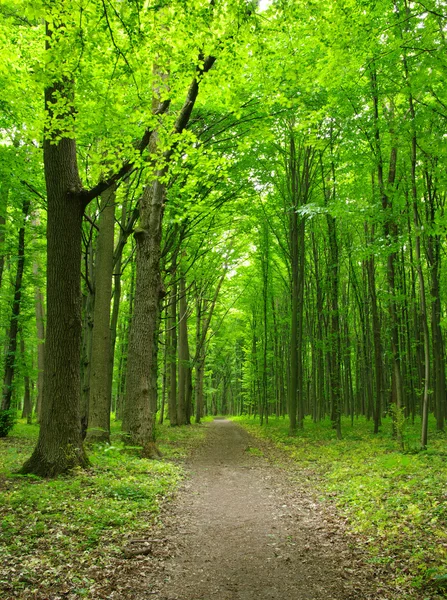 Grüner Wald — Stockfoto