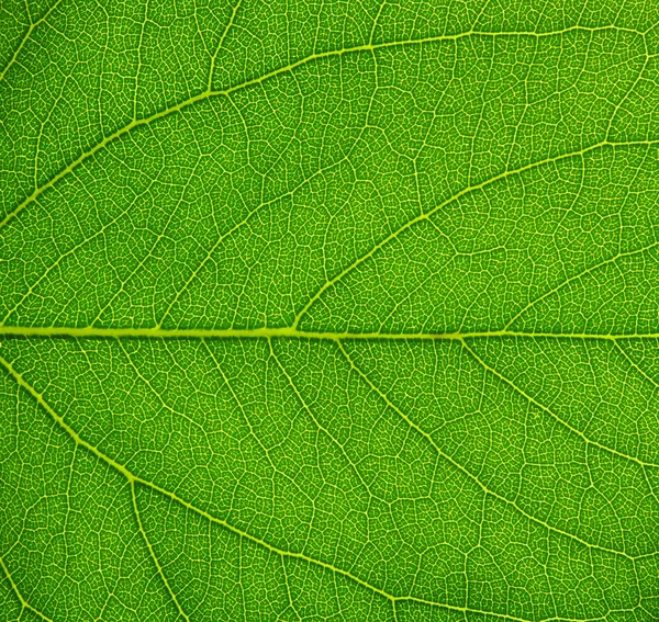 Textura de folha verde — Fotografia de Stock