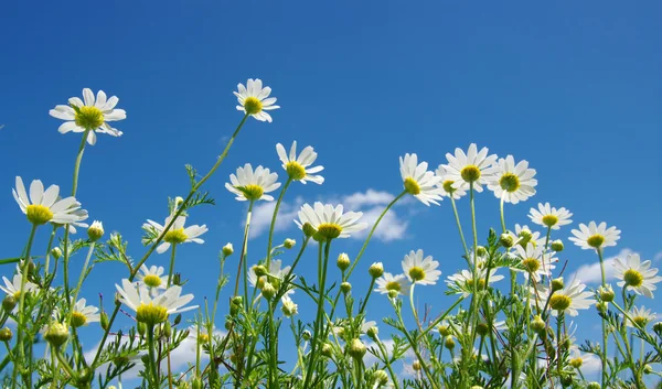 White daisies — Stock Photo, Image