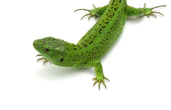 Green lizard — Stock Photo, Image