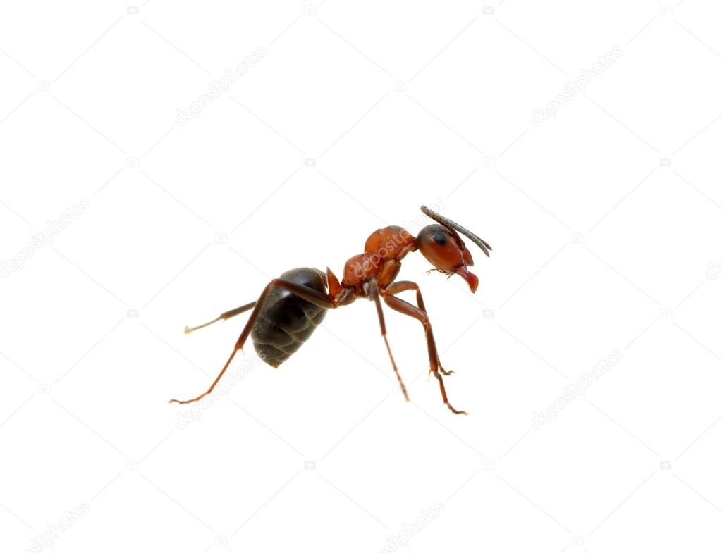 Ant on white