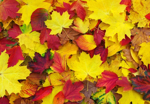 Hojas caídas de otoño —  Fotos de Stock