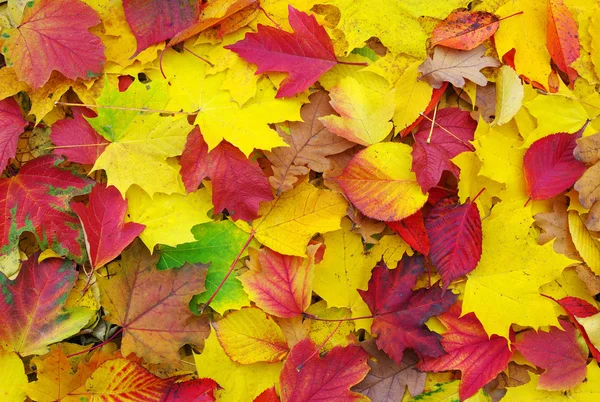 Hojas caídas de otoño — Foto de Stock