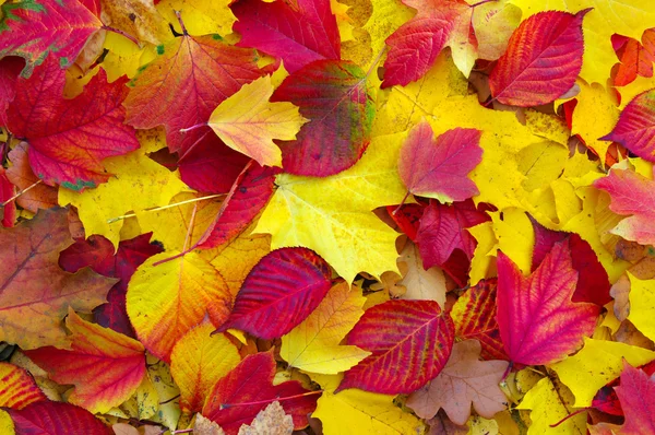 Hojas caídas de otoño — Foto de Stock