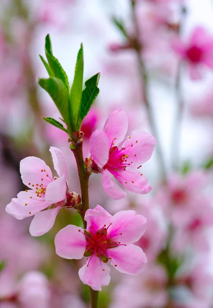 粉红色的花朵 — 图库照片