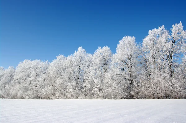 Berijpte bomen — Stockfoto