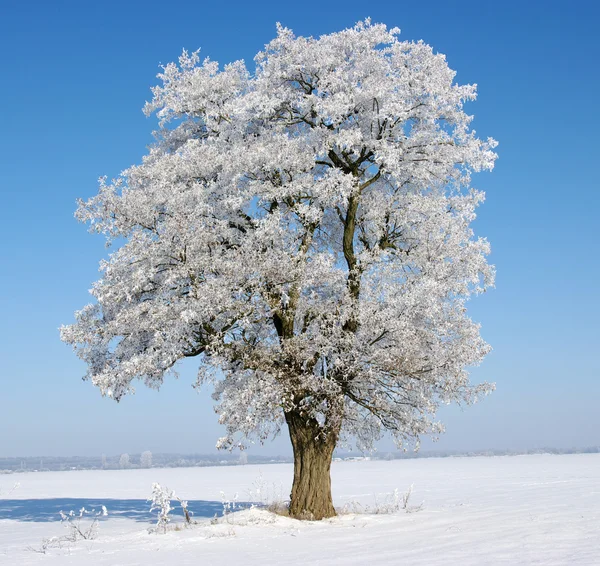 Παγωμένο δέντρα — Φωτογραφία Αρχείου