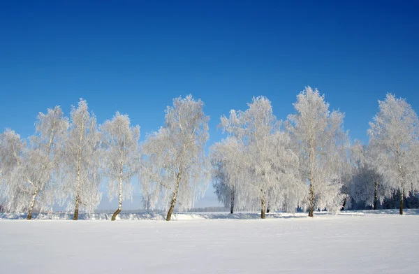 Frostat träd — Stockfoto