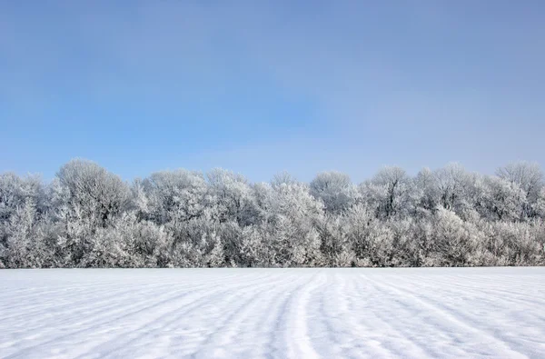 Frosted trees — Stock Photo, Image