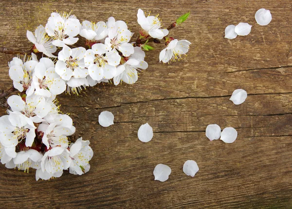 Blossom on wood — Stock Photo, Image