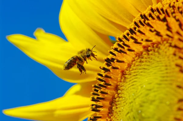 Μέλισσα σε τον ηλίανθο — Φωτογραφία Αρχείου