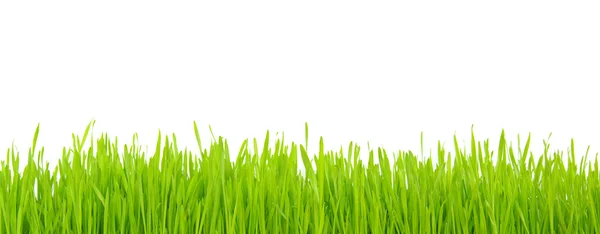 Grass on white — Stock Photo, Image