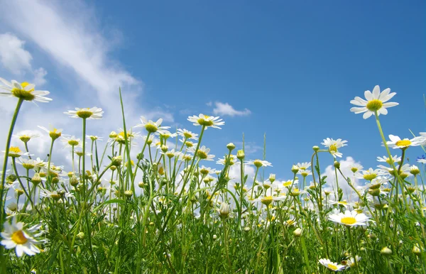 White daisies — Stockfoto