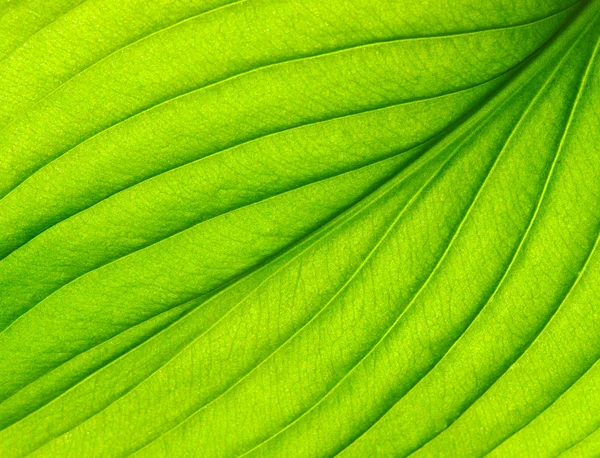 Textura de folha verde — Fotografia de Stock