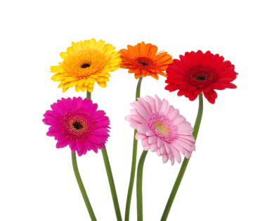 Gerbera'lardan